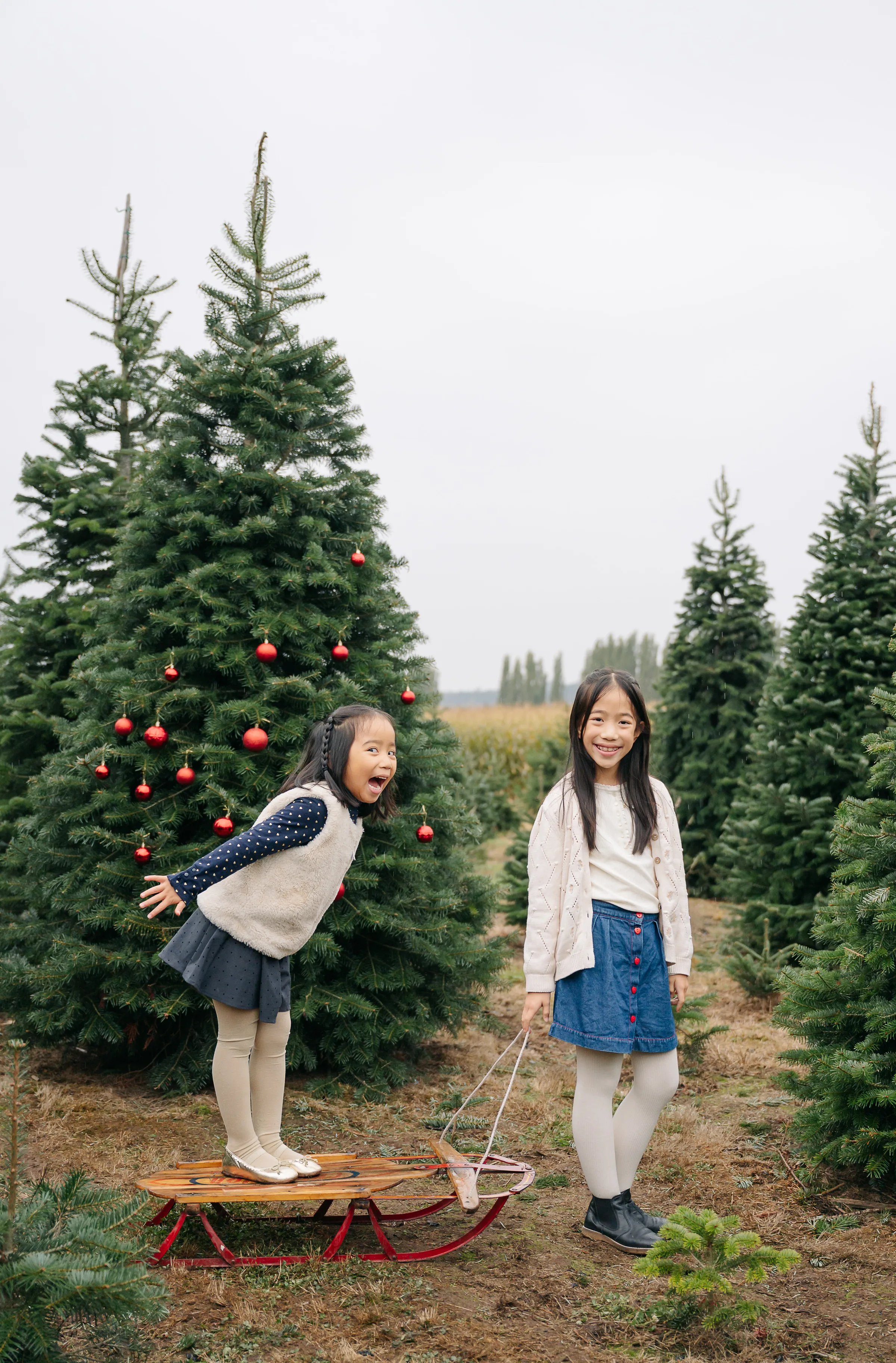 seattle holiday mini photographer
